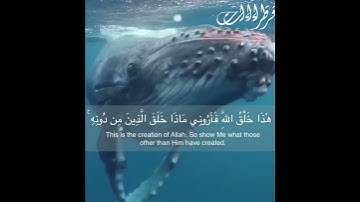 تلاوة🎧خاشعة للشيخ العجمي " هَٰذَا خَلْقُ اللَّهِ فَأَرُونِي مَاذَا خَلَقَ الَّذِينَ مِنْ دُونِهِ  "👍