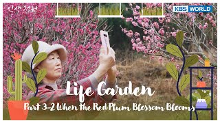 Life Garden 3. When the Red Plum Blossom Blooms [WORLD SELECTION : EP.03-2]  | KBS WORLD TV 250401