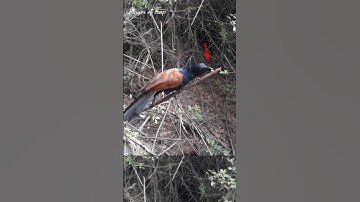 bird trap easy homemade | bird trap using wire snare that work 100% #shorts #youtubeshorts