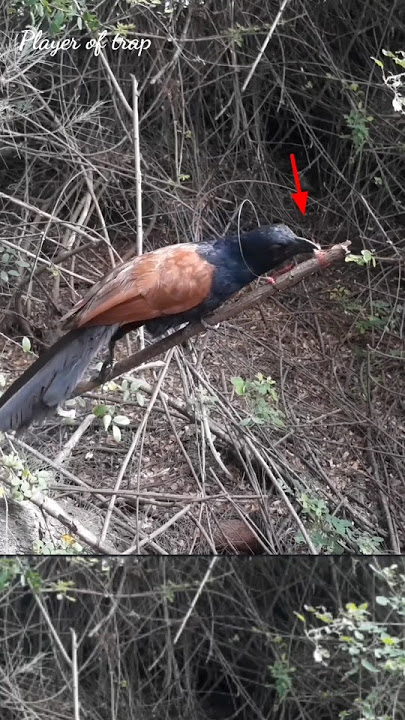 bird trap easy homemade | bird trap using wire snare that work 100% #shorts #youtubeshorts