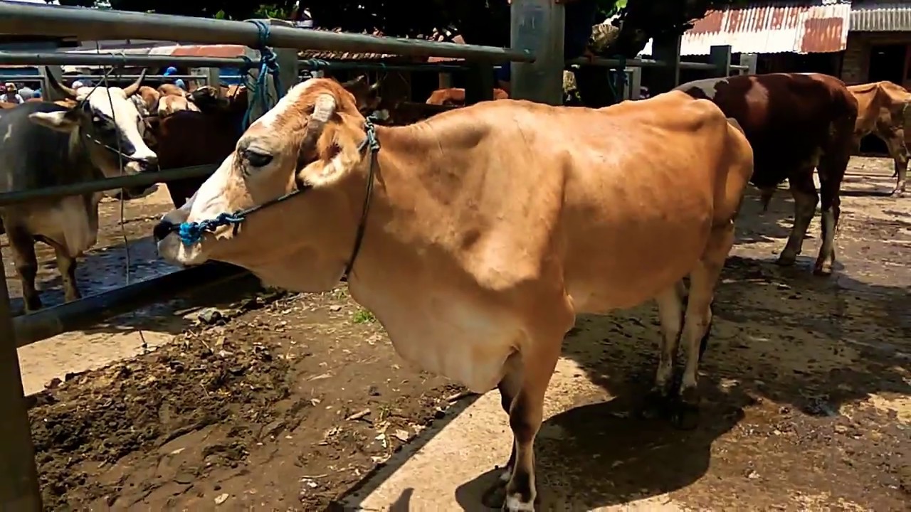 SAPI-SAPI BESAR YANG AKAN DI DISTRIBUSIKAN KE JAKARTA 