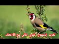 تغريد الحسون خلوي لتدريب والتحفيز اناث وذكور الحسون على التزاوج والغناء تغريد الحسون خلوي لتدريب والتحفيز اناث وذكور الحسون على التزاوج والغناء