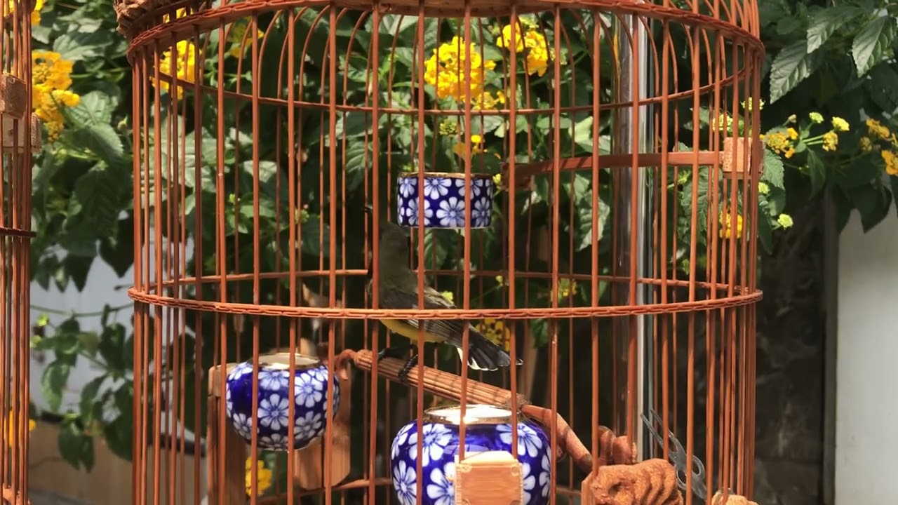 Siết Nắng & Kè Mái Cho Chim Hút Mật 5 Màu Căng Lửa