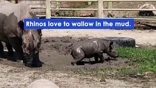 Kamara Enjoys A Mud Wallow