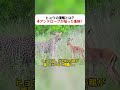 ヒョウの策略とは？ 子アンテロープが陥った危険！ #捕食者の戦略 #野生の知恵 #アンテロープの危機 #サバイバル術 #動物の本能