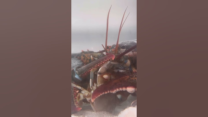Pet grocery store lobster🦞 eats blue crab! 🦀