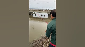 Câu cá rô phi #hunghugo