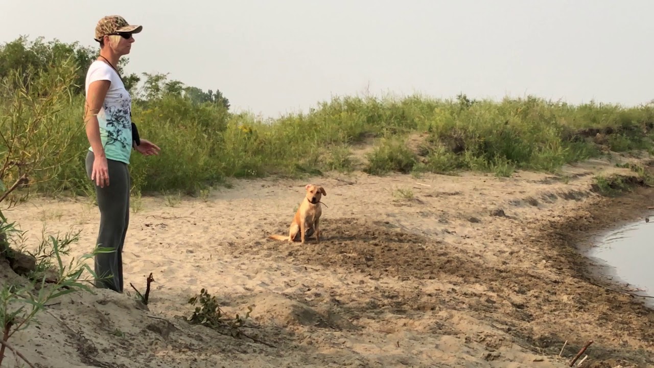 Gander the Dog; river retrieve