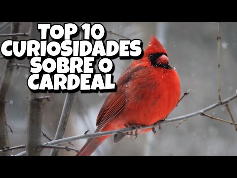 Top 10 Curiosidades Sobre os Cardeais do Norte: Pássaro lindo e Belo