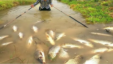 Kích Cá Trên Cánh Đồng Lúa Sắp Chín Bắt Đàn Cá Chép Khủng Lên Ăn Mồi Theo Nước