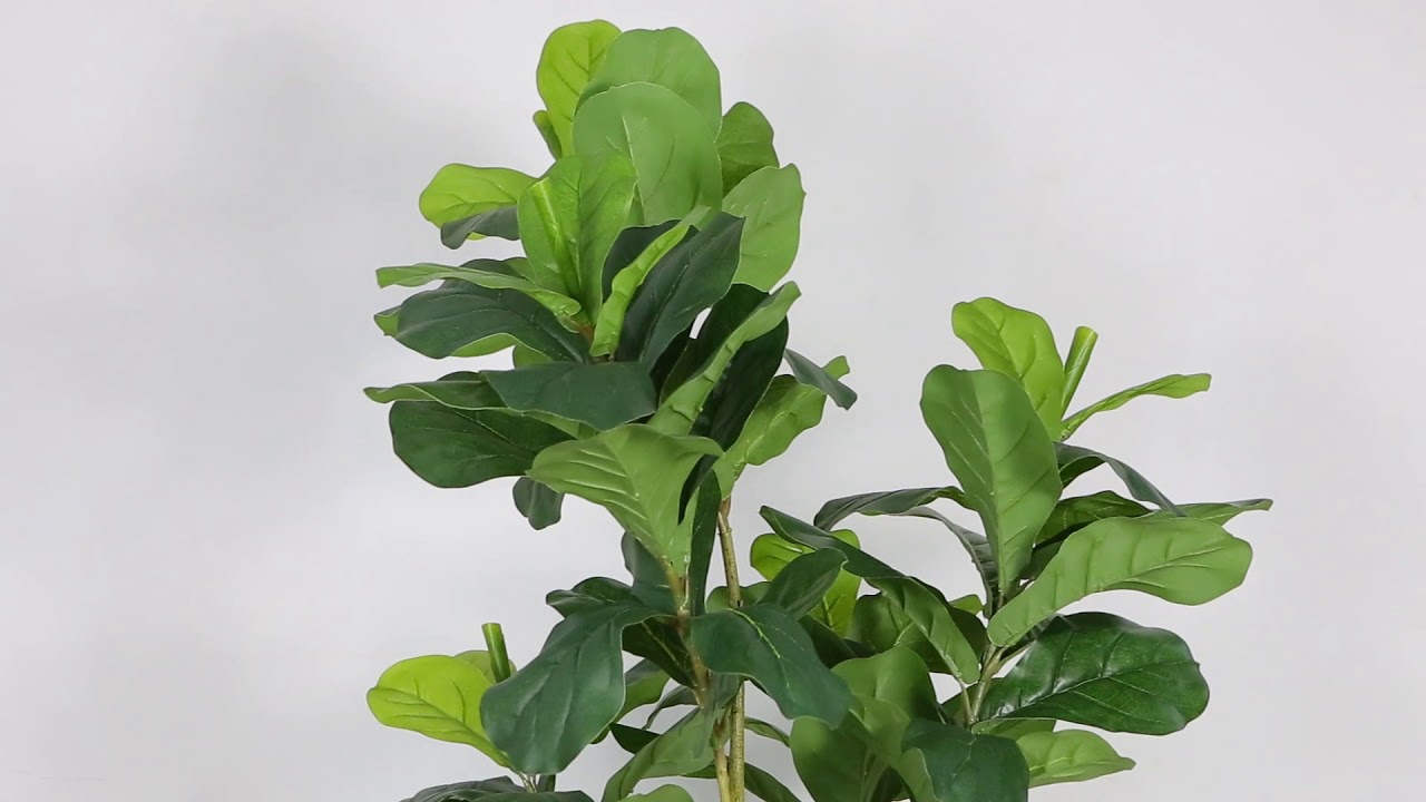 FAFA ARTIFICIAL FIDDLE LEAF POTTED PLANT 6' YouTube