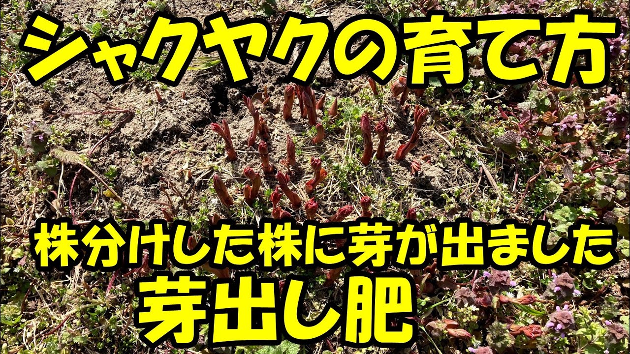 シャクヤクの育て方 植え替え Youtube