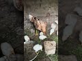 #aseel #chicken #birds #fighting #aseelmurga #aseelmurga #animals