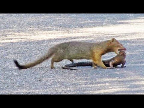 Mongoose Rips Out Lizard's Eyes