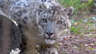 Snow Leopard Keeper Chat