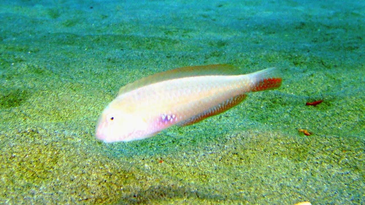 Il Pesce pettine, mago delle sparizioni - YouTube