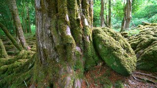 Ancient Yew Forest - Ireland