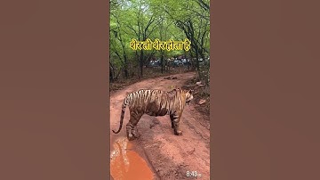 Thumbnail of #taigar #motivation #music #wildlife #tiger #animals
