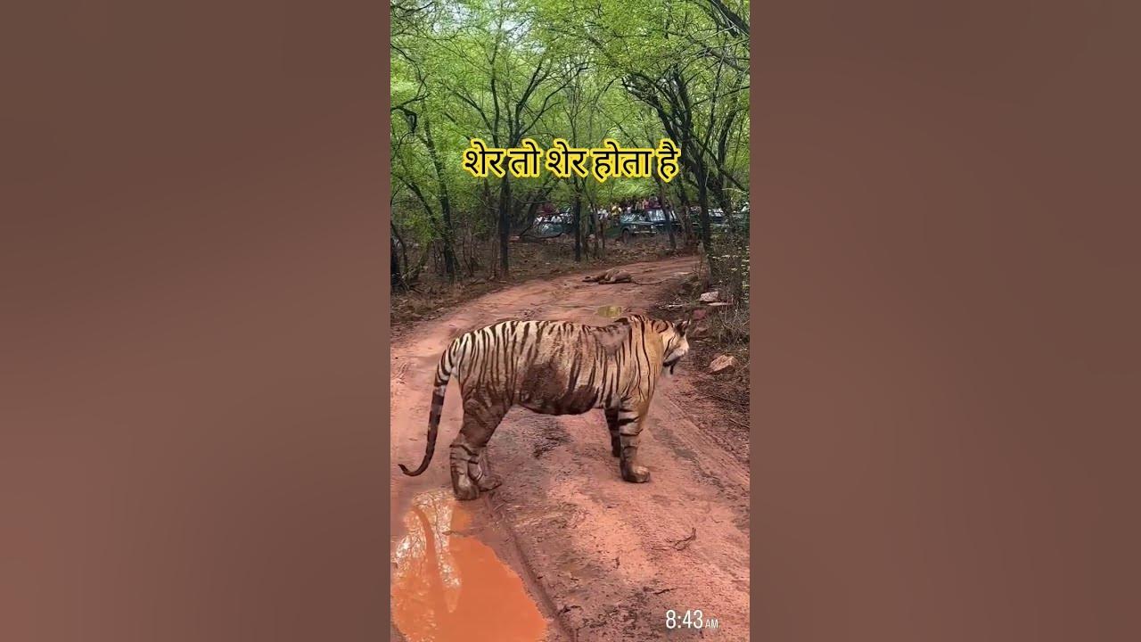 #taigar #motivation #music #wildlife #tiger #animals