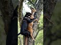 Panther's surprise attack   Caught on camera