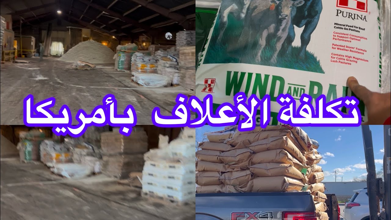 روتين يوم جديد بالمزرعة تكلفة الأعلاف في أمريكا 🇺🇸🇲🇦
