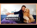 MY GOLDENDOODLE DIARY MILESTONES | Thank You!