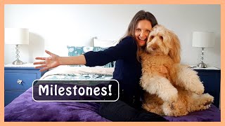 MY GOLDENDOODLE DIARY MILESTONES | Thank You!