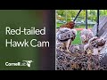 Live #CornellHawks Fernow Nest Fixed Cam