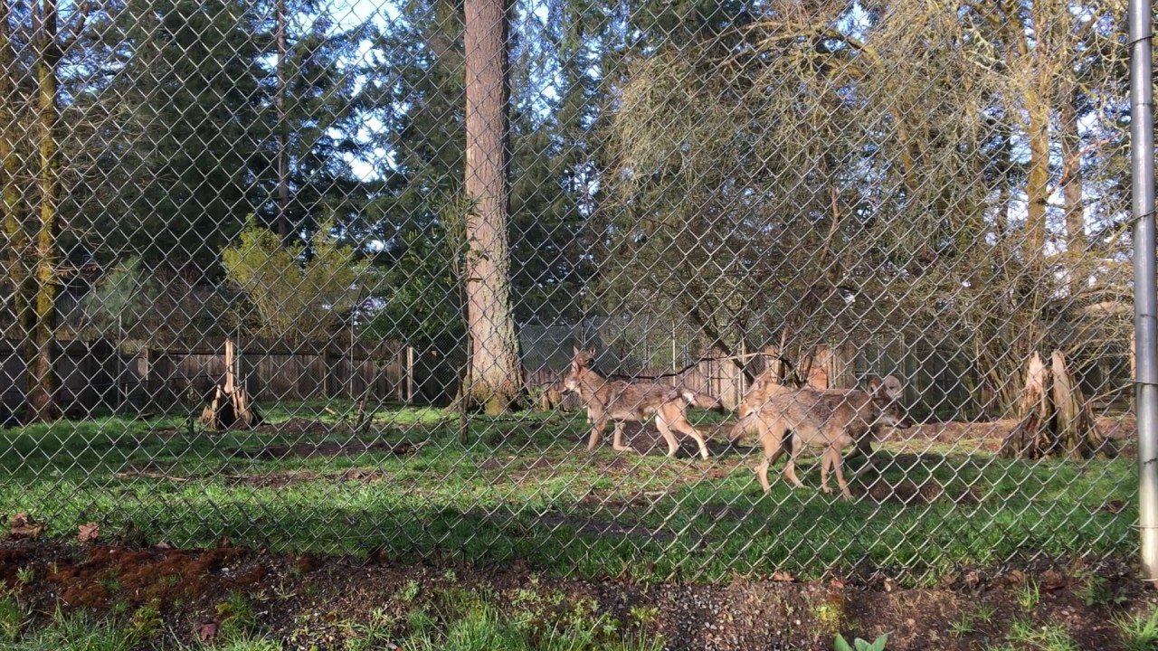 Four red wolves playing - YouTube