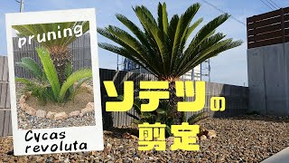 ソテツの剪定』Pruning Cycas revoluta - YouTube