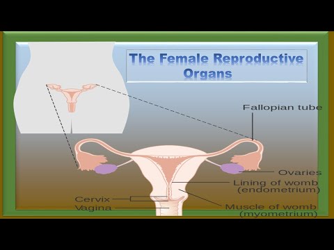 Female Reproductive Organs/System