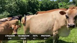 Jersey xbred Aug/Sep Calving Dry Cows - UK