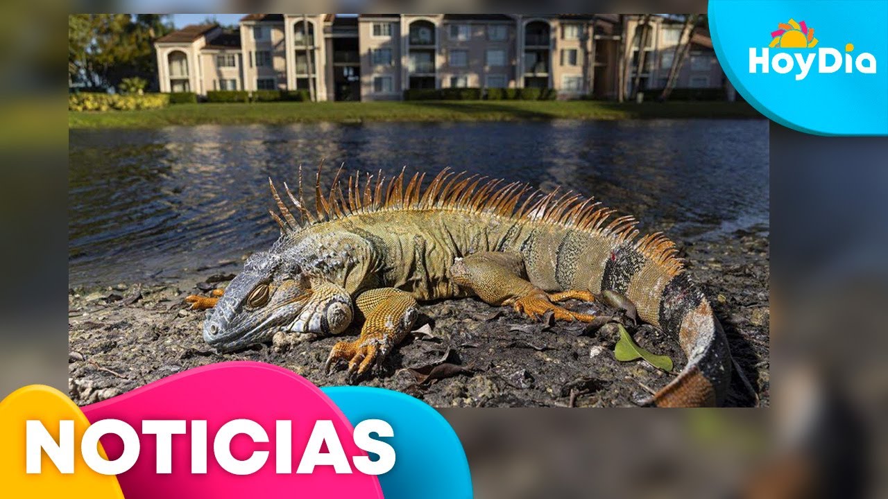 Reportan iguanas cayendo de árboles paralizadas por el frío extremo en Florida | Hoy Día | Telemundo