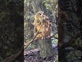 Cincinnati Zoo Part 3 #zoo #animals
