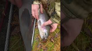 Здоровая форель на спиннинг #fishing #рыбалка #рыбалканаозере #форель