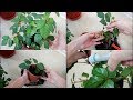 Как формировать циссус из черенков Обрезка Укоренение циссуса Валентина Земскова 