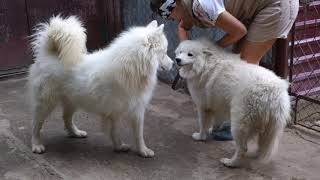 💕 Найз, Айза и щенки Самоеды. Nice, Isa puppies Samoyeds. 💕 Найз, Айза и щенки Самоеды. Nice, Isa puppies Samoyeds.
