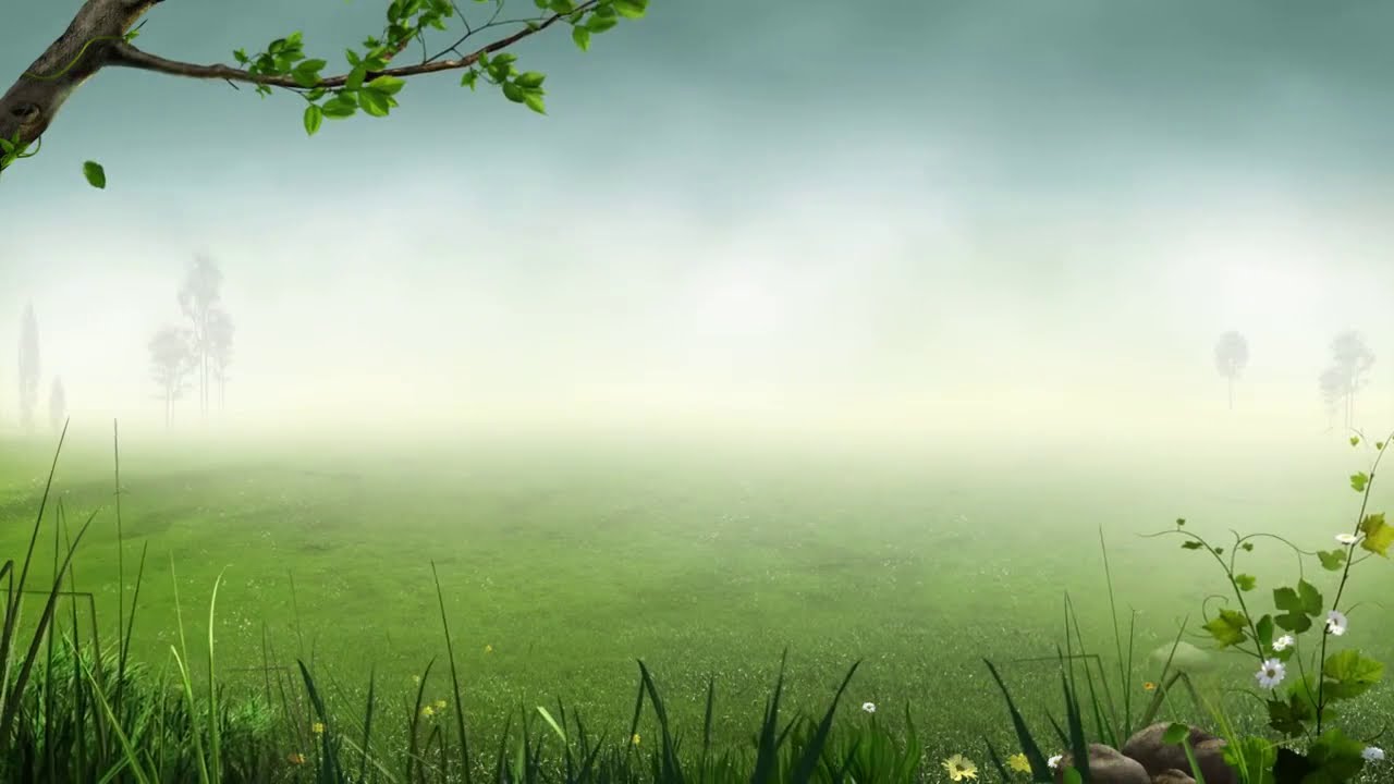Forest Background Video Effects   Video Effects HD