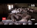Новини України: у Запорізькій області чоловік облаштував свиноферму просто серед житлових будинків