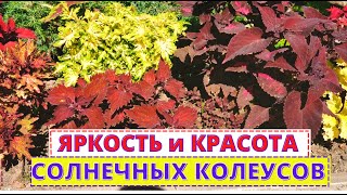 КОЛЕУСЫ  посадка и уход в открытом грунте. Тонкости выращивания