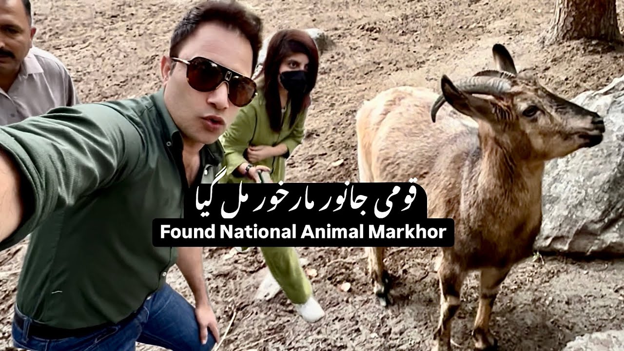 Found Pakistan’s National Animal Markhor قومی جانور مارخور مل گیا