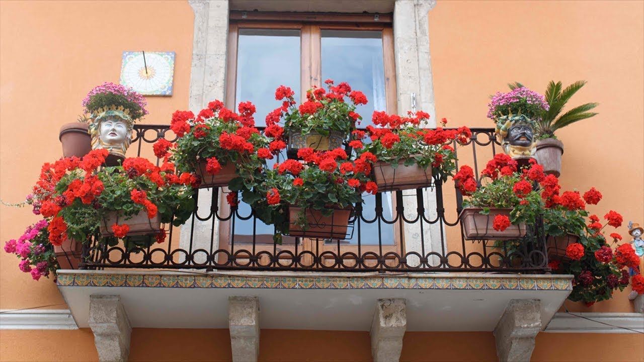 Северный балкон. Герань пеларгония на балконе. Пеларгония в кашпо на балконе. Цветочный балкон. Украсить балкон цветами.