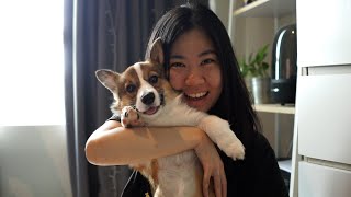 Meet My 5 monthold Corgi Puppy  HAYLEY! | VLOG 2022