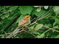 Baby Ruffed Grouse &quot;Partridge&quot; ---June 19, 2021