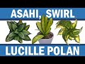 Snake Plants Unboxing - Asahi Sansevieria, Lucille Polan Hahnii and Yellow Hahnii Swirl