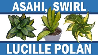 Snake Plants Unboxing - Asahi Sansevieria, Lucille Polan Hahnii and Yellow Hahnii Swirl