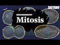 Mitosis | Eukaryotic Cells | MCAT Biology Review | Sketchy MCAT