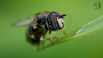 Canon 700D Macro Photography + 18-55mm lens With SPE Reversal Ring Adaptor