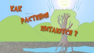 Как растения питаются? Как растения питаются?