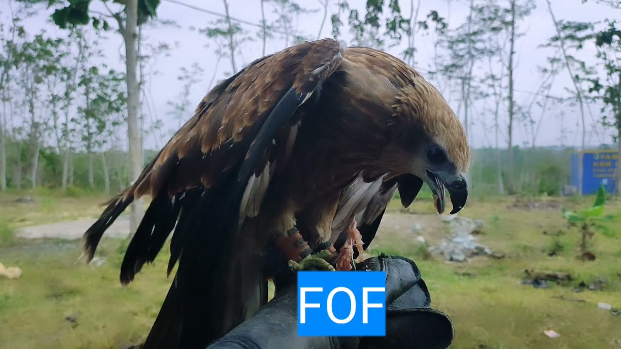 MELATIH ELANG BONDOL / BRAHMINY KITE DARI BRANCHER SAMPAI FREE FLY
